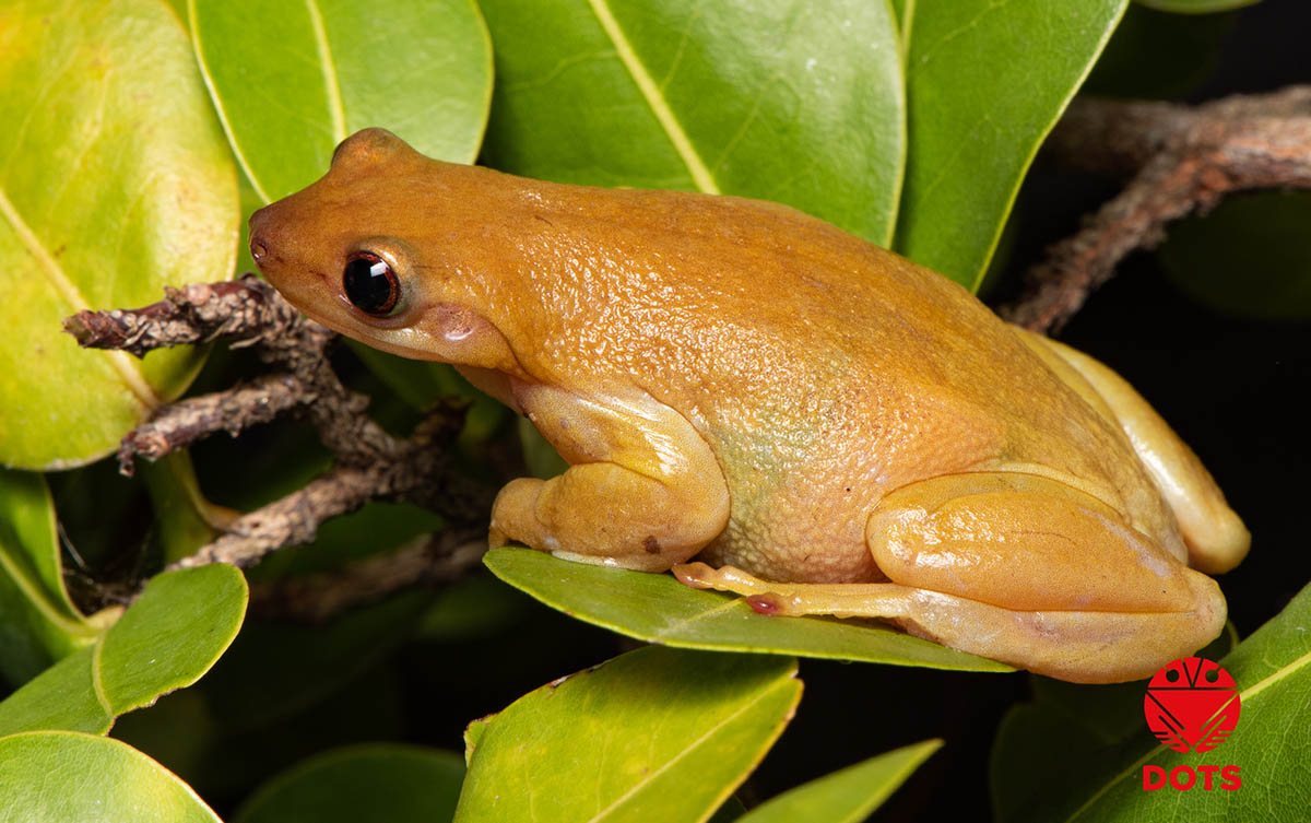 Ромбоглазая квакша (Xenohyla truncata) Ромбоглазая квакша (Xenohyla truncata)