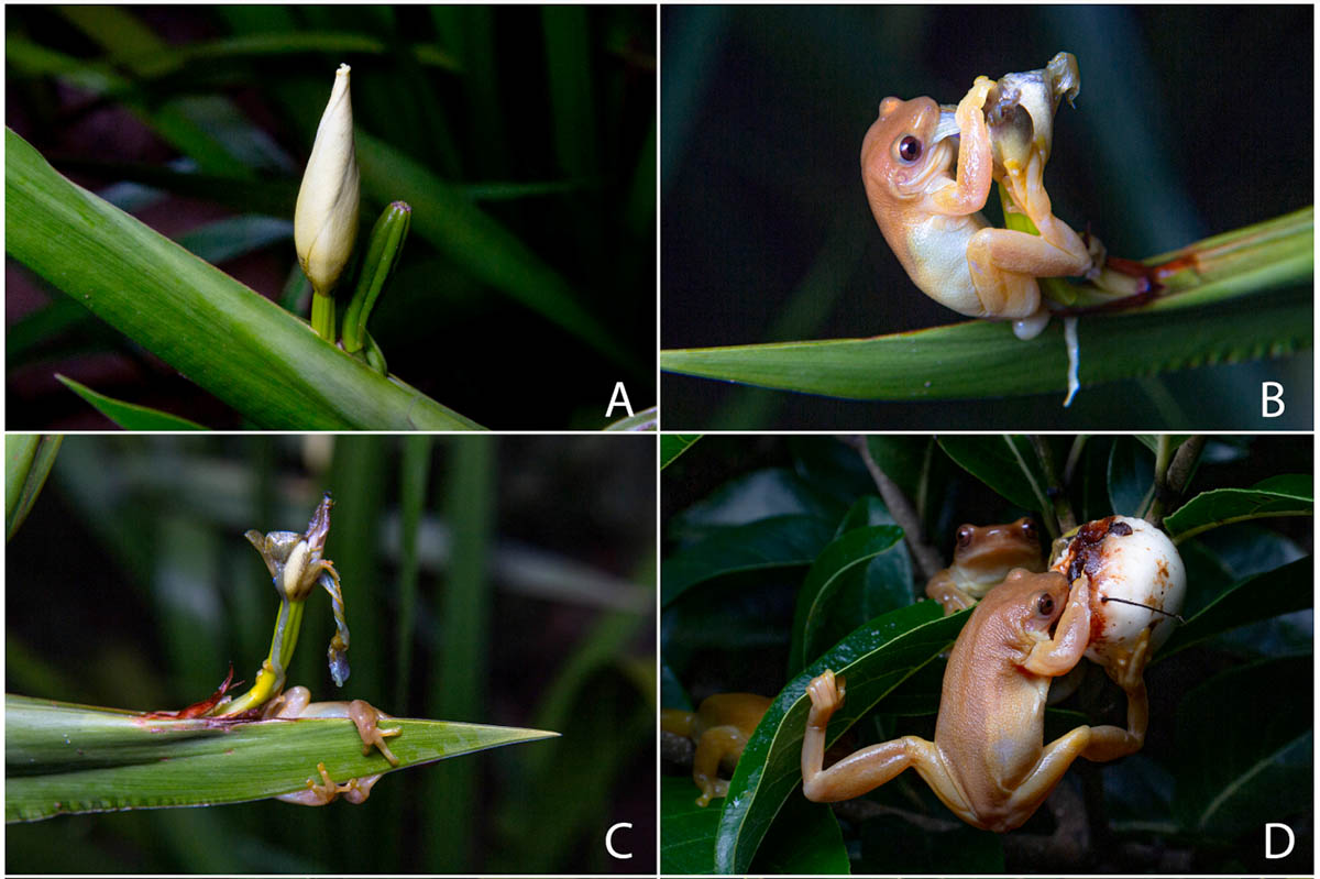 Ромбоглазая квакша (Xenohyla truncata) Ромбоглазая квакша (Xenohyla truncata)