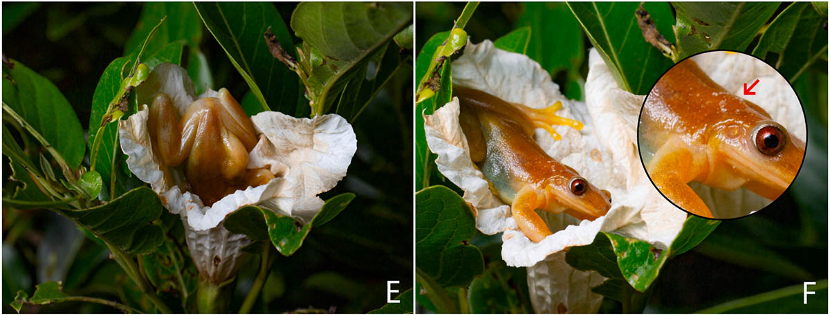 Ромбоглазая квакша (Xenohyla truncata) Ромбоглазая квакша (Xenohyla truncata)