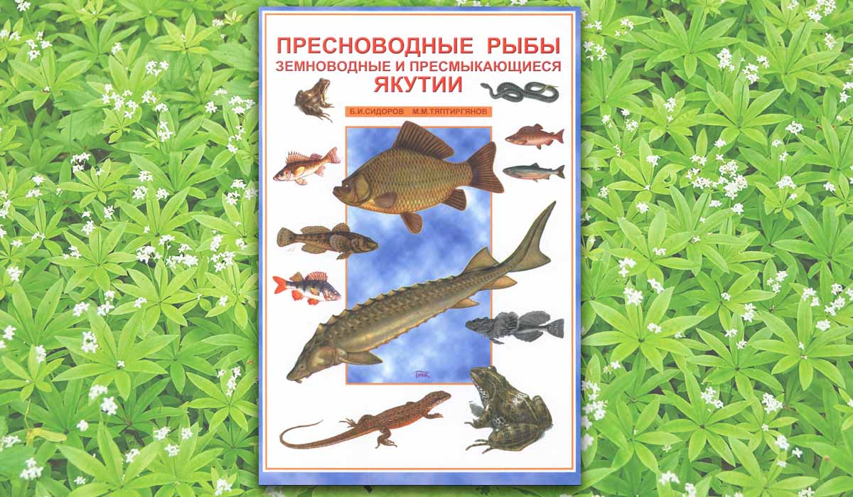 Пресноводные рыбы, земноводные и пресмыкающиеся Якутии Пресноводные рыбы, земноводные и пресмыкающиеся Якутии