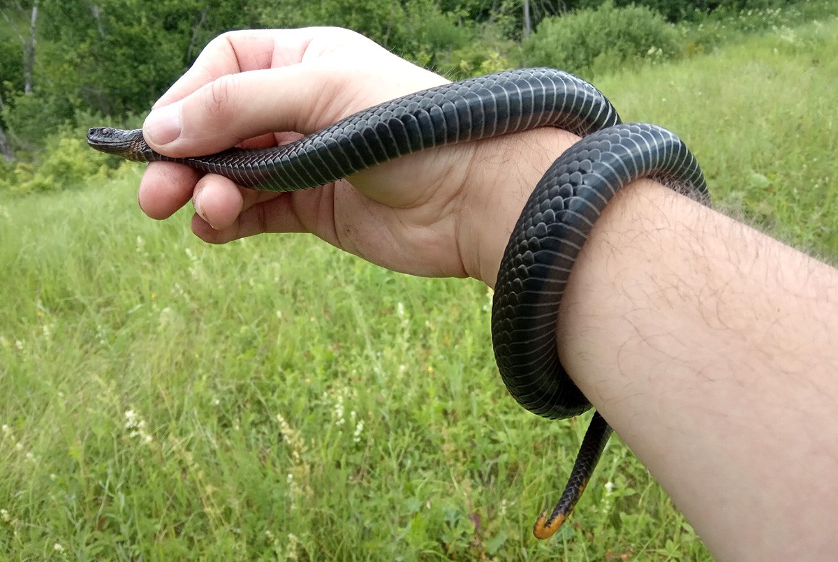 Обыкновенная гадюка (Vipera berus) Обыкновенная гадюка (Vipera berus)