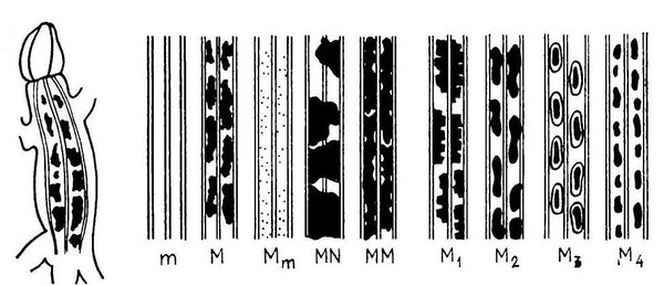 Фены рисунка спины, темные пятна. По Пикулику (1988),