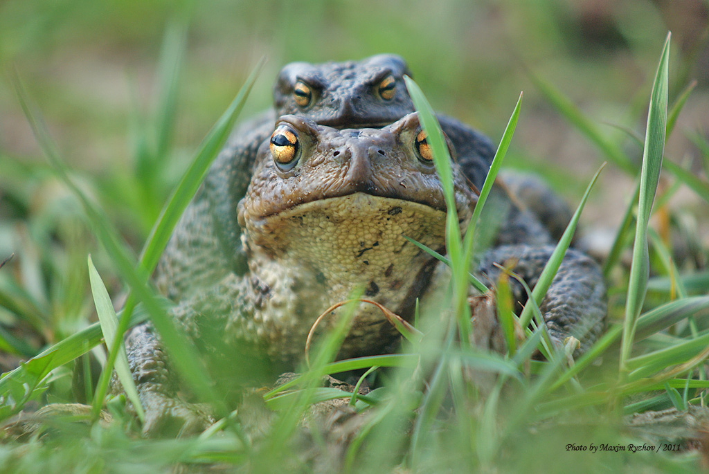 Жаба серая Bufo bufo (Linnaeus, 1758)