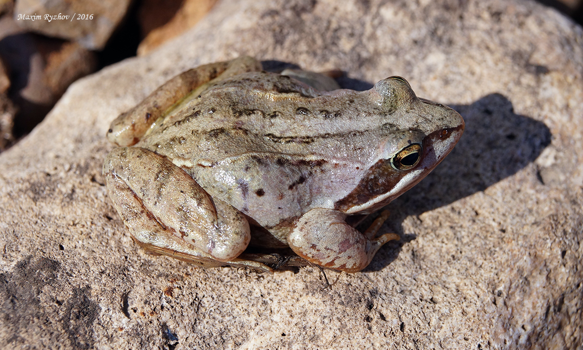 Остромордая лягушка (Rana arvalis)