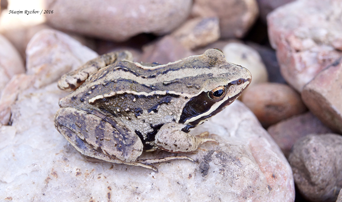 Остромордая лягушка (Rana arvalis)
