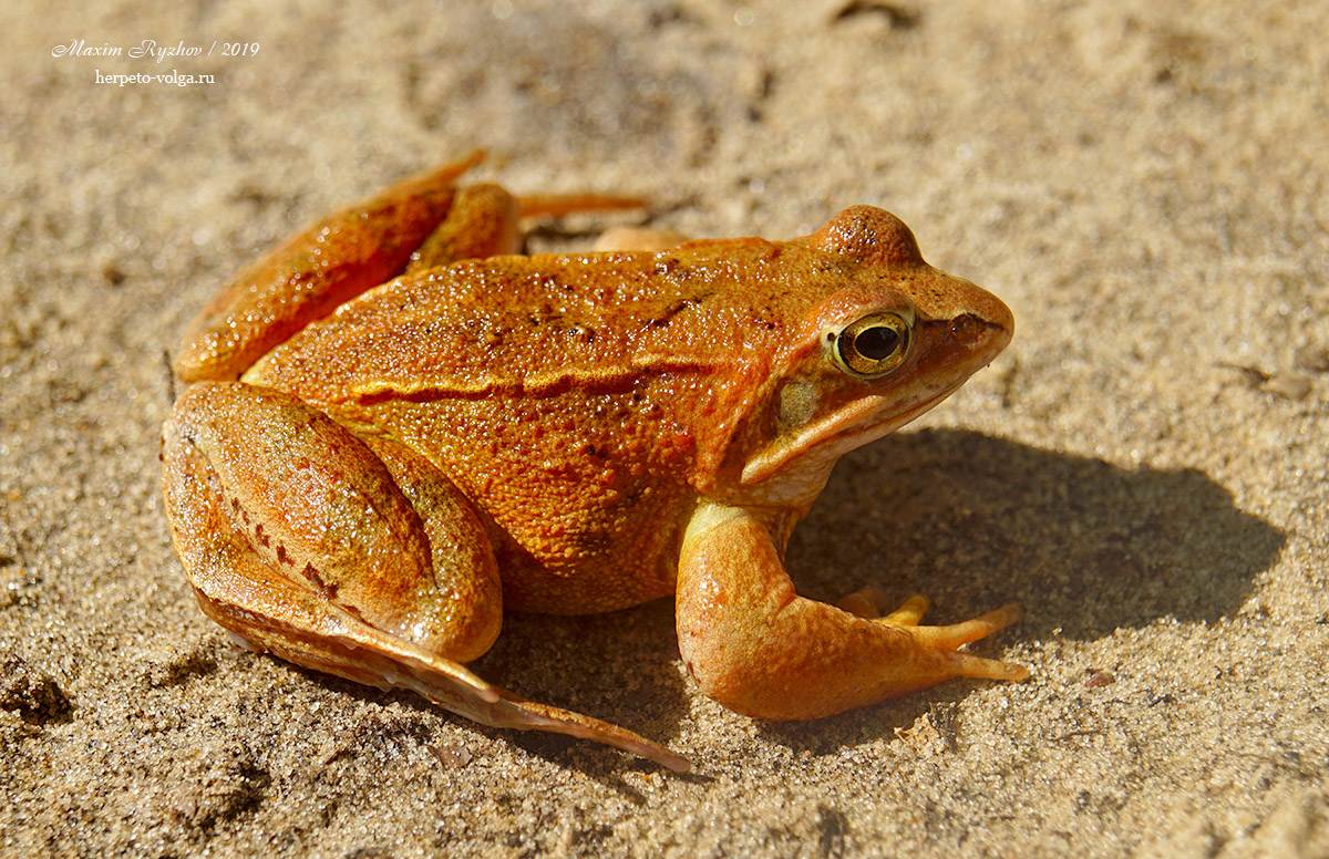 Остромордая лягушка (Rana arvalis) с нестандартной окраской - отсутствие черного височного пятна и общий окрас тела (кирпичный) Остромордая лягушка (Rana arvalis) с нестандартной окраской - отсутствие черного височного пятна и общий окрас тела (кирпичный)