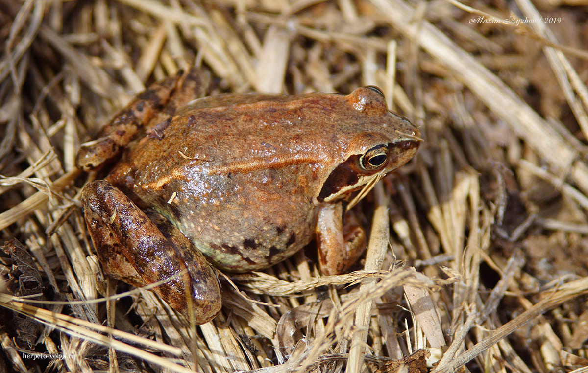 Остромордая лягушка (Rana arvalis)