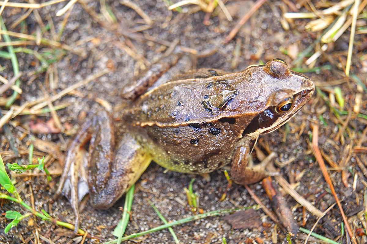 Остромордая лягушка (Rana arvalis)