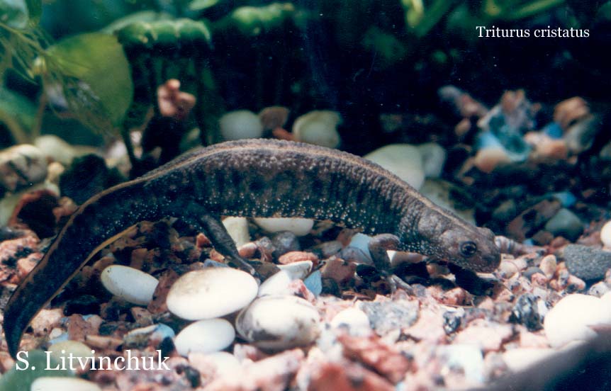 Гребенчатый тритон Triturus cristatus (Laurenti, 1768) Гребенчатый тритон Triturus cristatus (Laurenti, 1768)