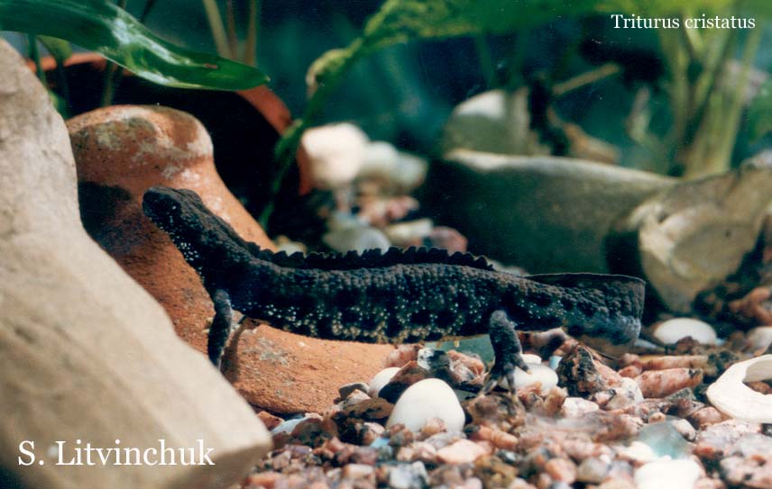 Гребенчатый тритон Triturus cristatus (Laurenti, 1768) Гребенчатый тритон Triturus cristatus (Laurenti, 1768)