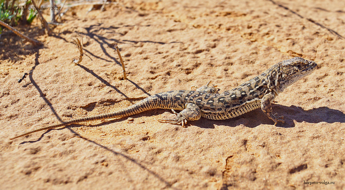 Разноцветная ящурка (Eremias arguta)