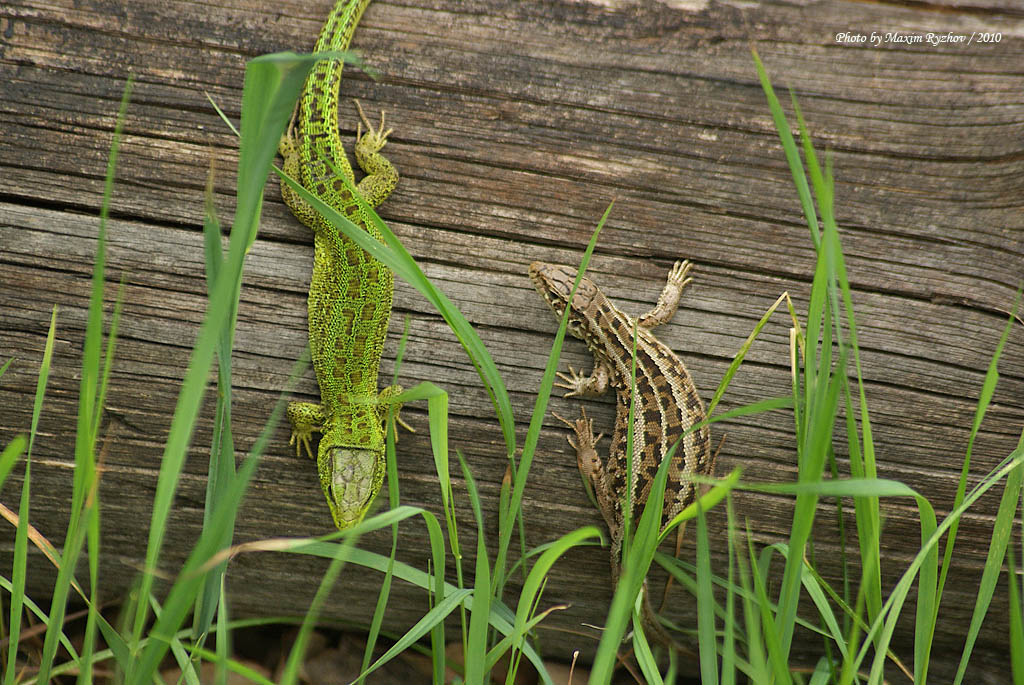 Ящерица прыткая Lacerta agilis Linnaeus, 1758
