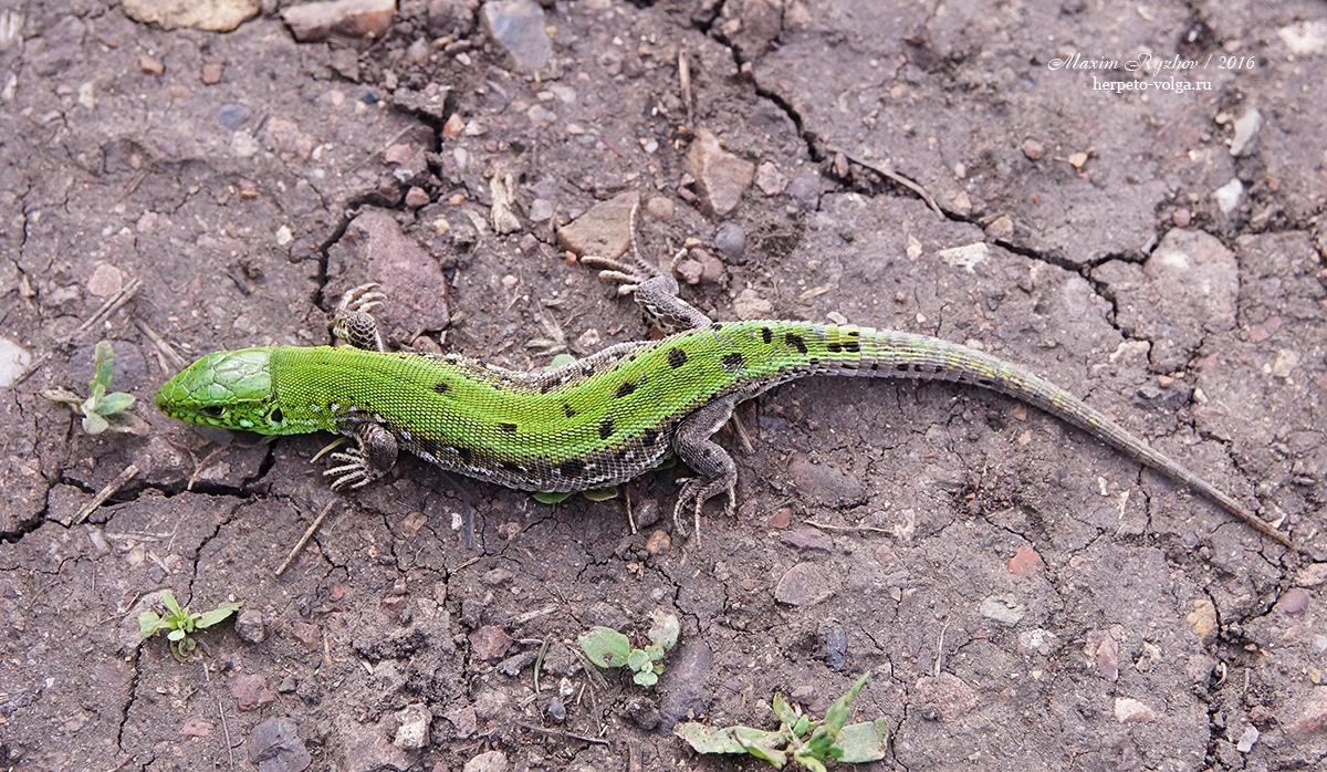 Прыткая ящерицы (Lacerta agilis). punctato-lineata Прыткая ящерицы (Lacerta agilis). punctato-lineata