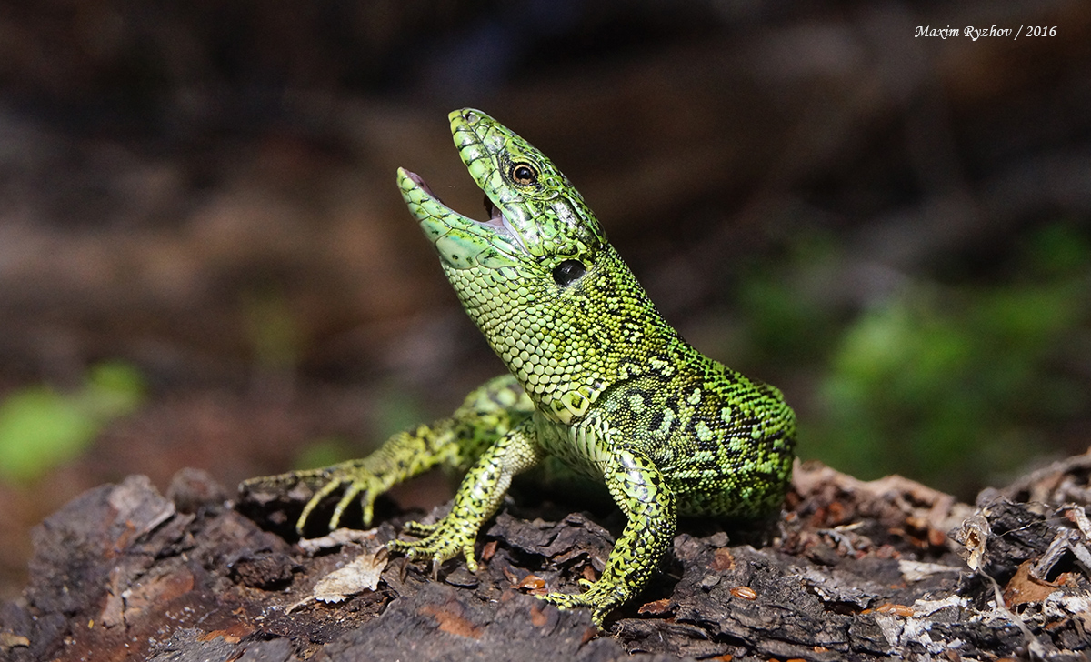 Прыткая ящерицы (Lacerta agilis) Прыткая ящерицы (Lacerta agilis)