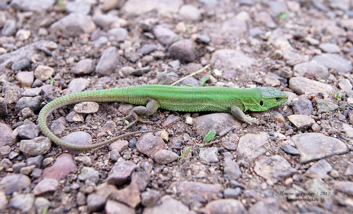 Прыткая ящерицы (Lacerta agilis). immaculatа-concolor Прыткая ящерицы (Lacerta agilis). immaculatа-concolor