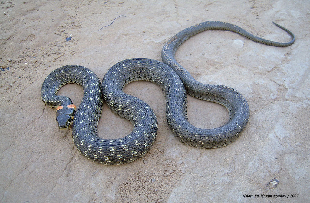 Уж обыкновенный (Natrix natrix) Уж обыкновенный (Natrix natrix)