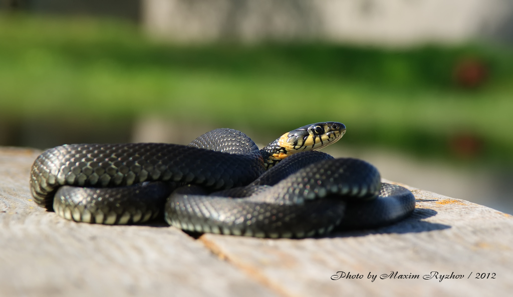 Уж обыкновенный (Natrix natrix) Уж обыкновенный (Natrix natrix)