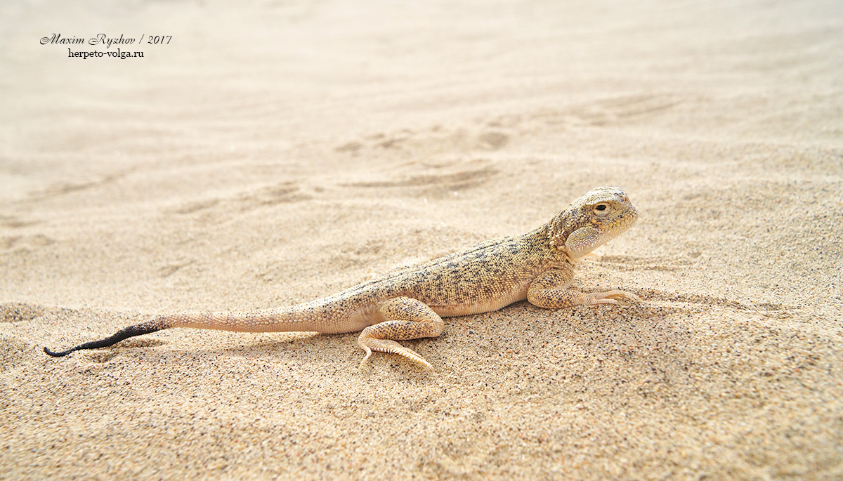 Ушастая круглоголовка Phrynocephalus mystaceus (Pallas, 1776)