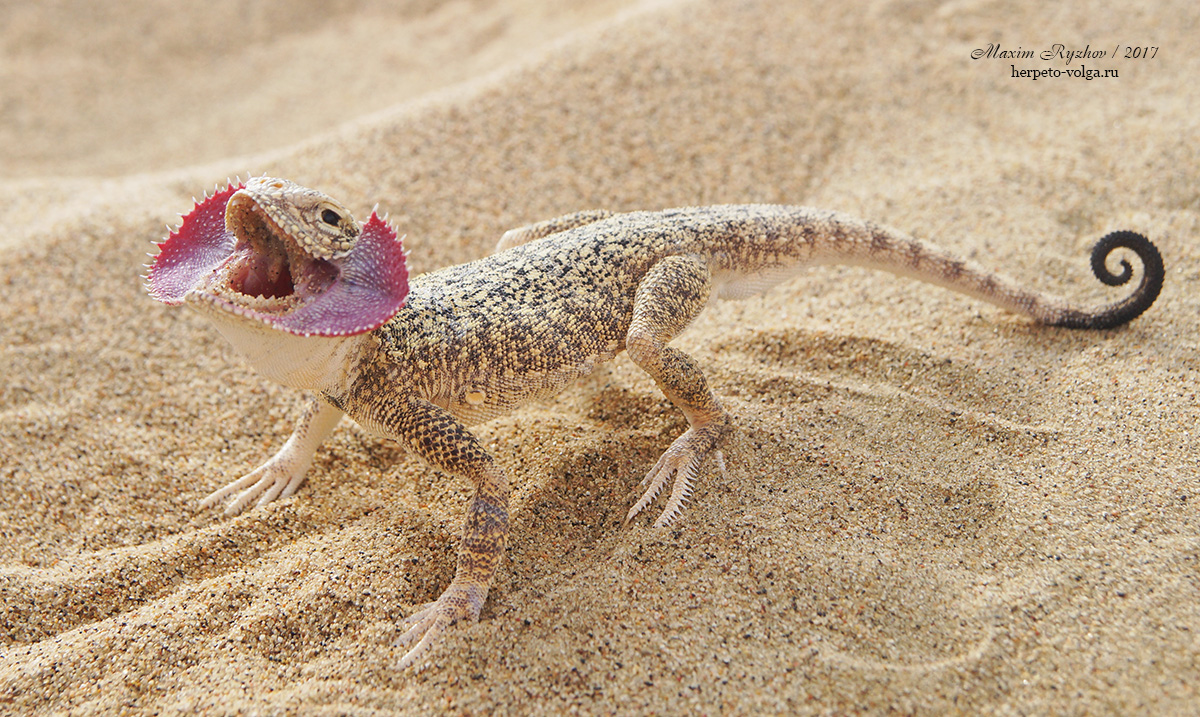 Ушастая круглоголовка Phrynocephalus mystaceus (Pallas, 1776)