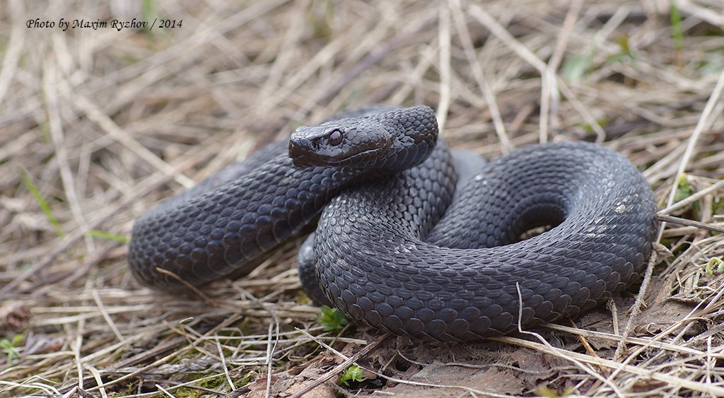 Гадюка обыкновенная Vipera (Pelias) berus