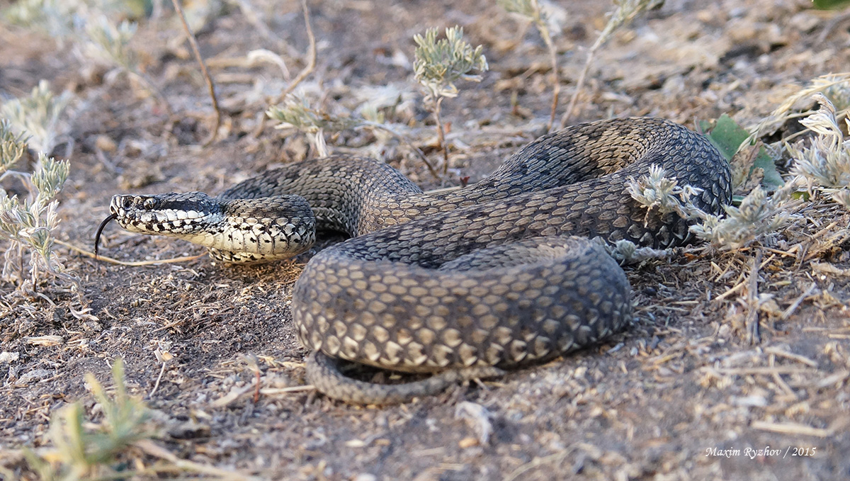 Степная гадюка (Vipera renardi)