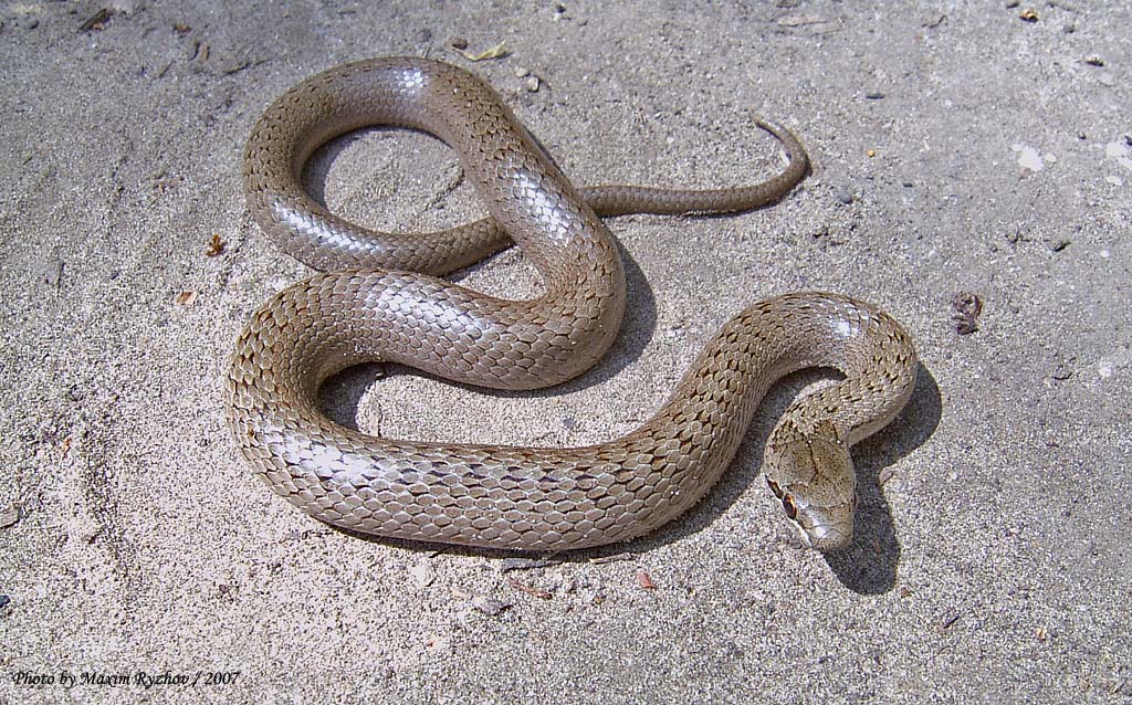 Обыкновенная медянка (Corenella austriaca)