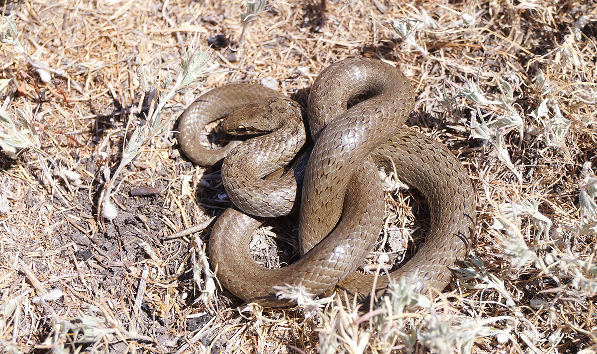 Обыкновенная медянка (Coronella austriaca) Обыкновенная медянка (Coronella austriaca)
