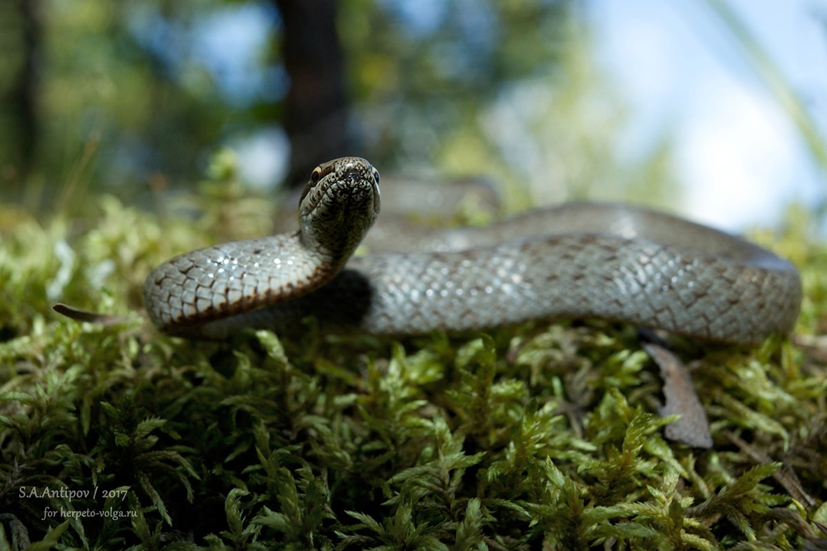 Обыкновенная медянка (Corenella austriaca)