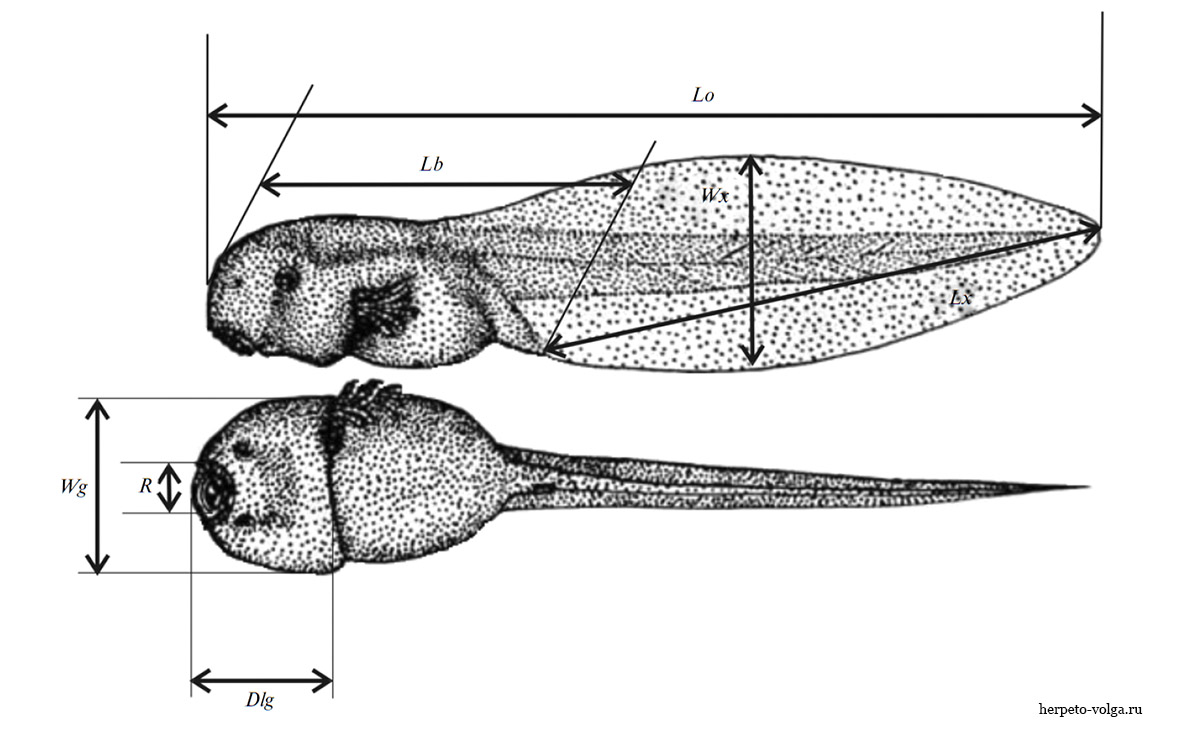 Морфология головастиков земноводных