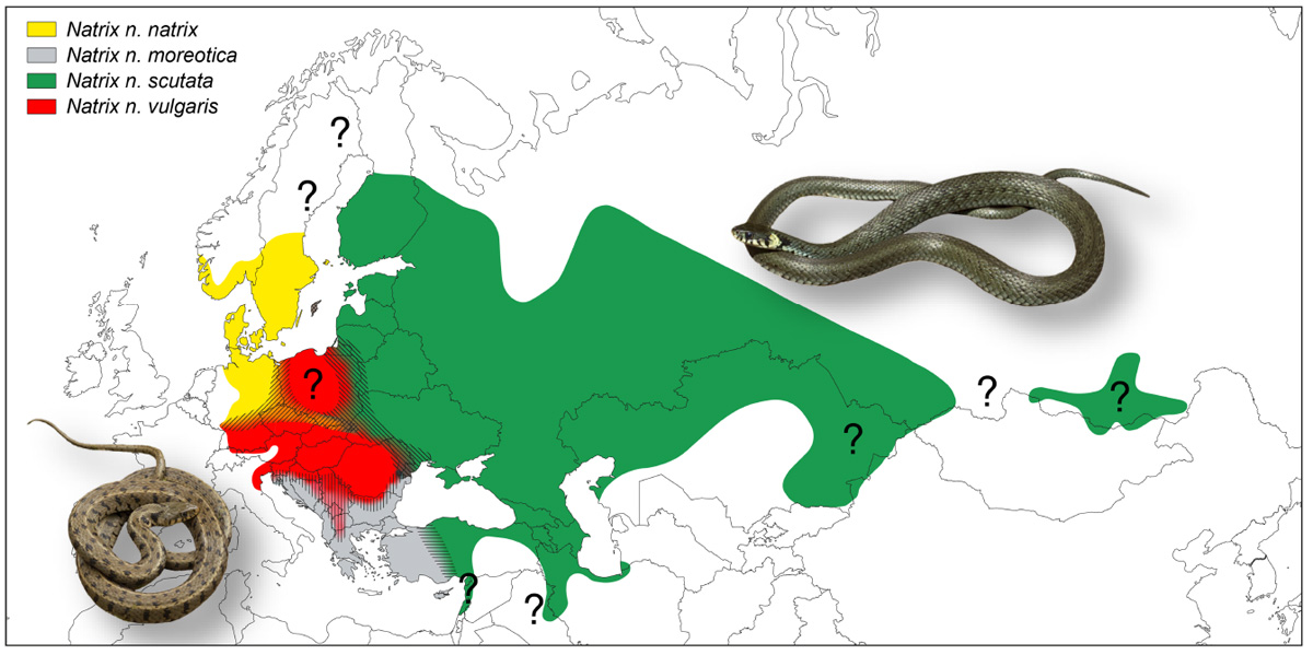 Ареалы подвидов обыкновенного ужа (Natrix natrix) Ареалы подвидов обыкновенного ужа (Natrix natrix)