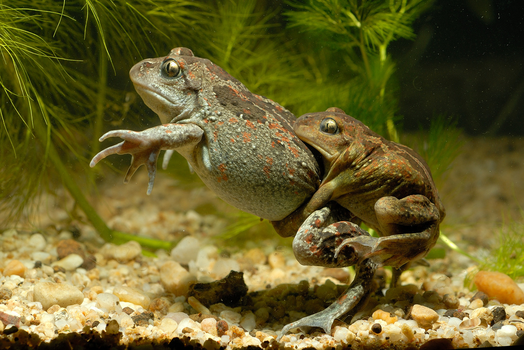 Амплексус обыкновенной чесночницы (Pelobates fuscus)