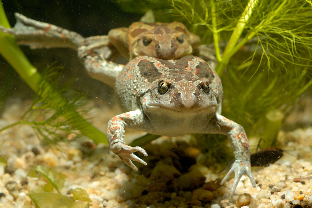 Амплексус обыкновенной чесночницы (Pelobates fuscus)