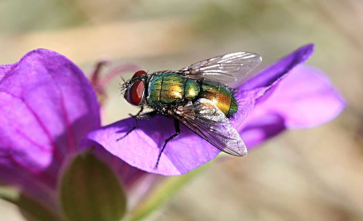 Lucilia bufonivora. Фото: Wikidata