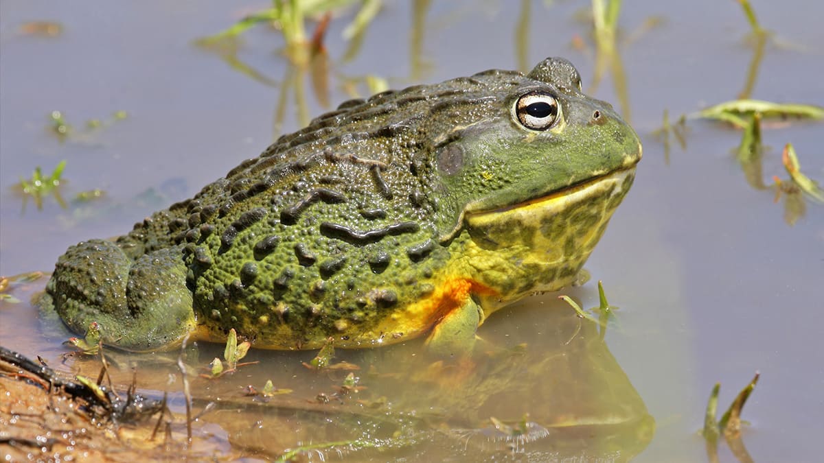 Роющая лягушка (Pyxicephalus adspersus). Photo: elmwoodparkzoo.org Роющая лягушка (Pyxicephalus adspersus). Photo: elmwoodparkzoo.org