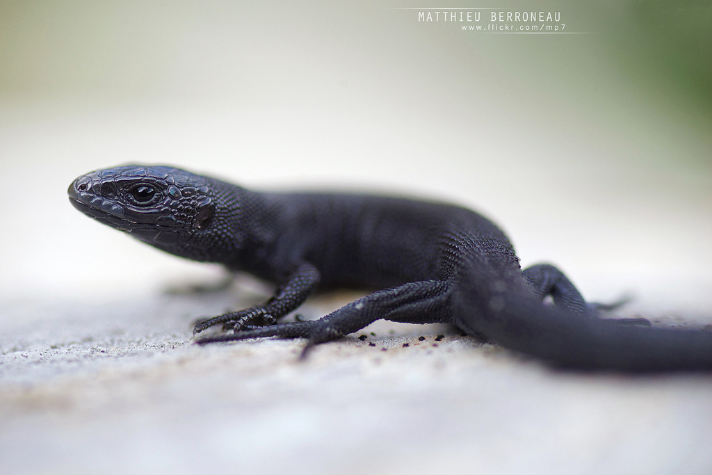 Ящерица живородящая (Zootoca vivipara)