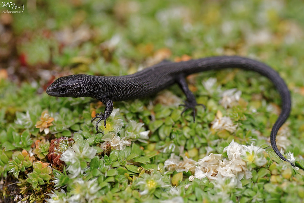 Ящерица живородящая (Zootoca vivipara) Ящерица живородящая (Zootoca vivipara)