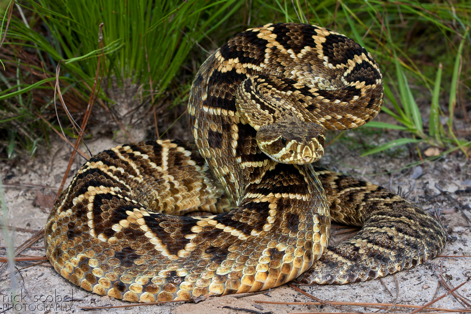 Eastern Diamondback Rattlesnake (Crotalus adamanteus)