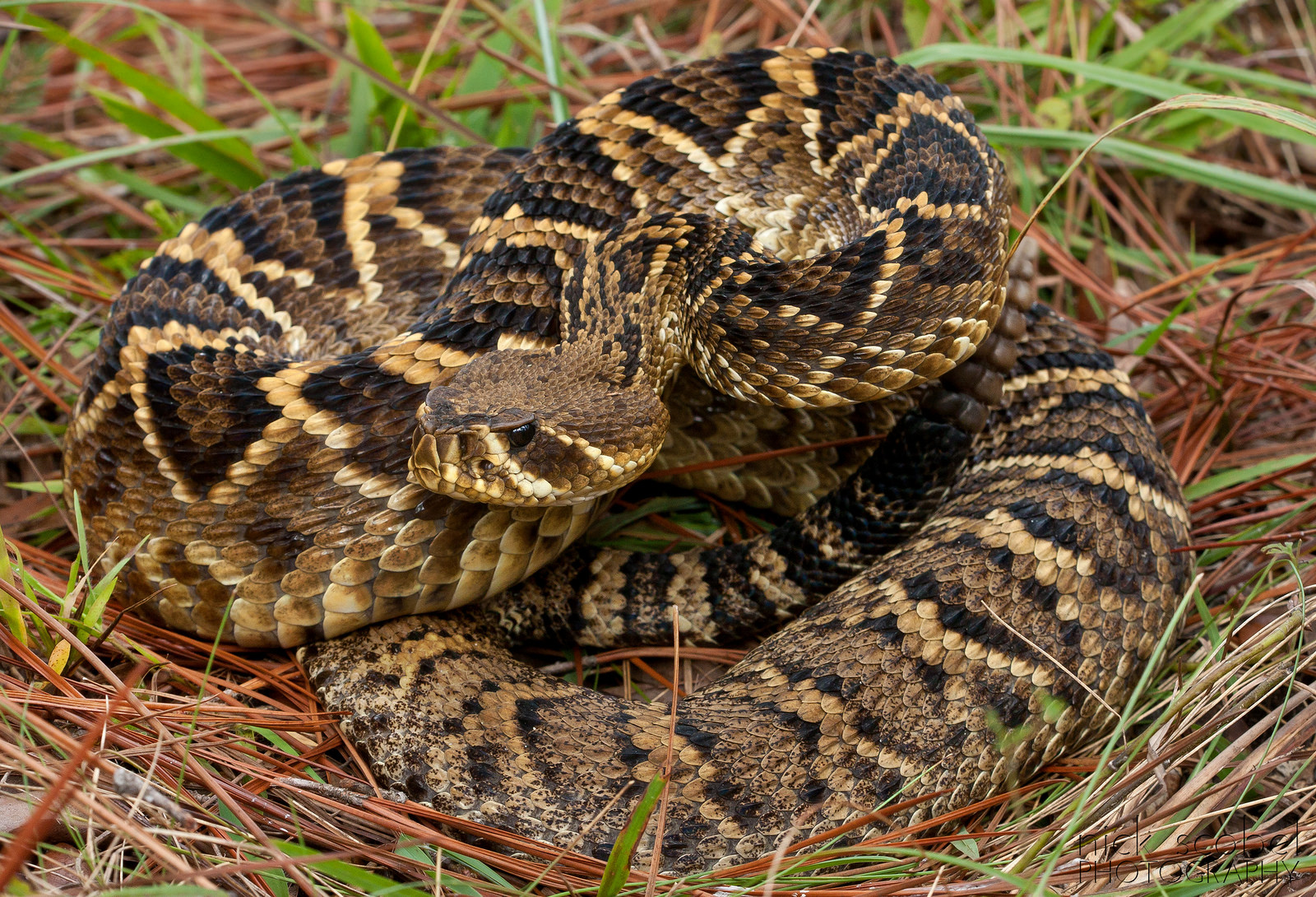 Eastern Diamondback Rattlesnake (Crotalus adamanteus)