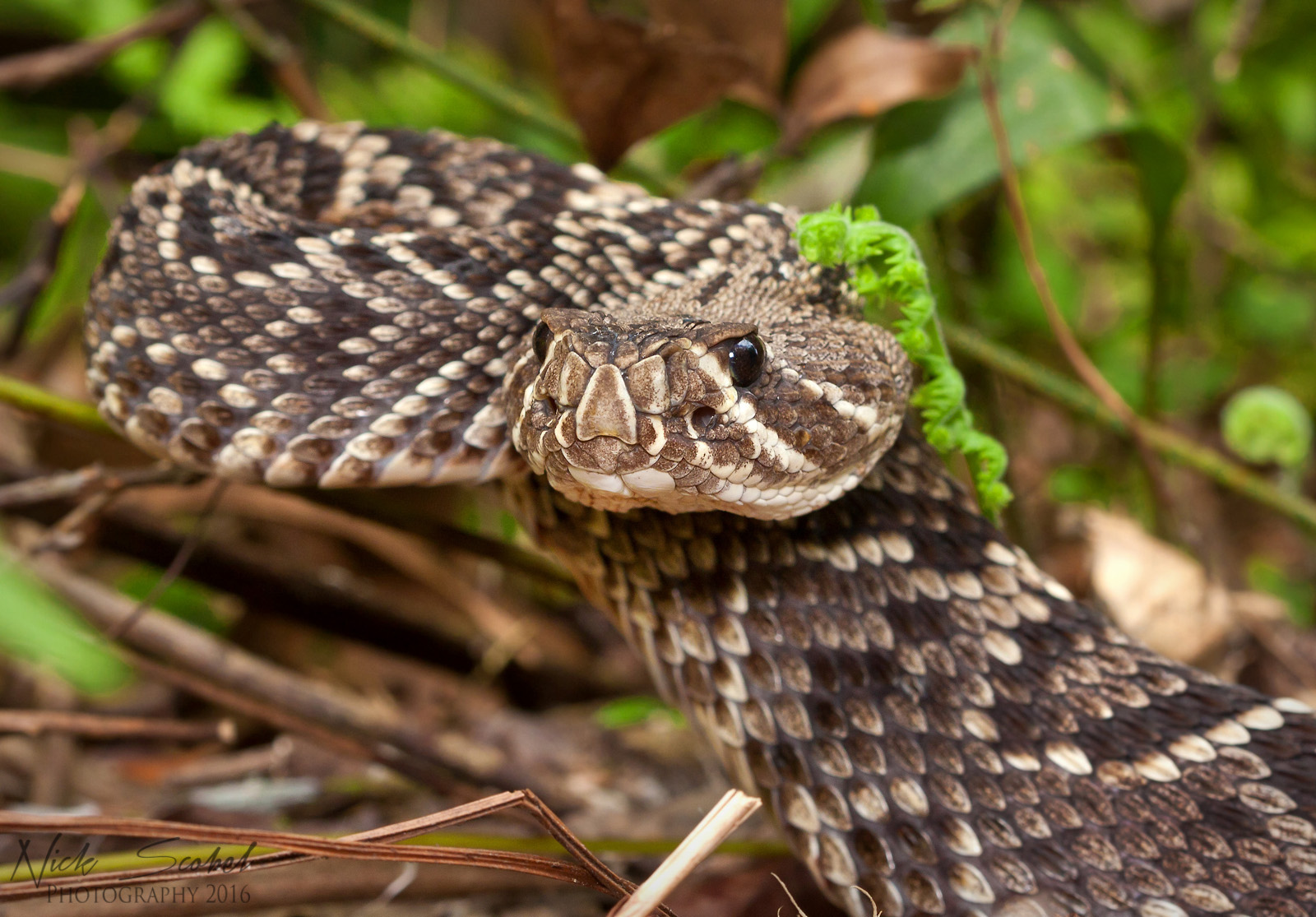 Eastern Diamondback Rattlesnake (Crotalus adamanteus)