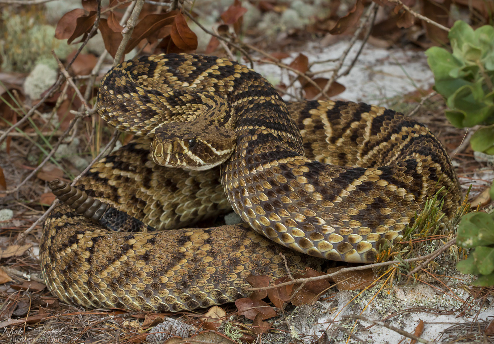 Eastern Diamondback Rattlesnake (Crotalus adamanteus)