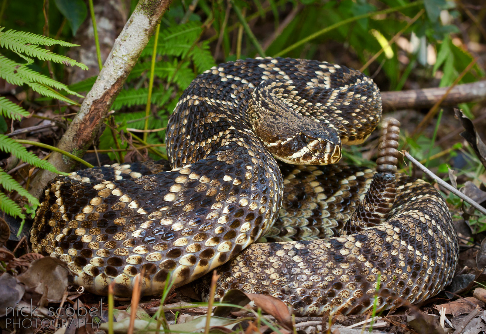 Eastern Diamondback Rattlesnake (Crotalus adamanteus)