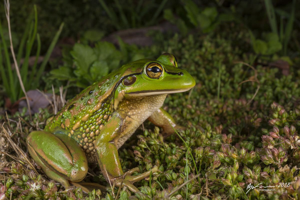 Разноцветная литория (Litoria raniformis)