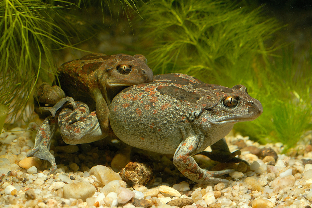Амплексус обыкновенной чесночницы (Pelobates fuscus)
