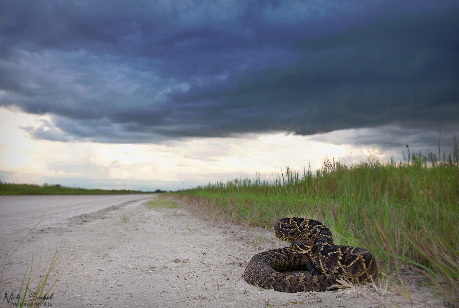 Eastern Diamondback Rattlesnake (Crotalus adamanteus)