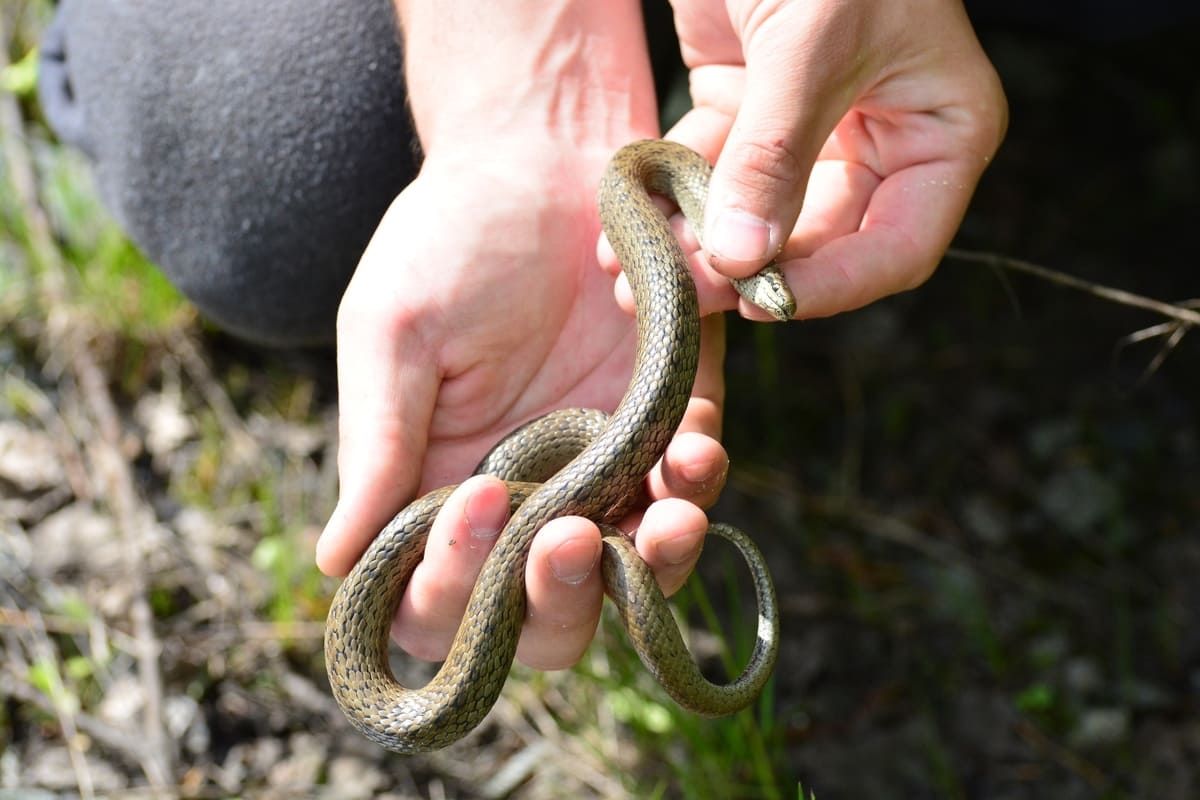 Обыкновенная медянка (Corenella austriaca)