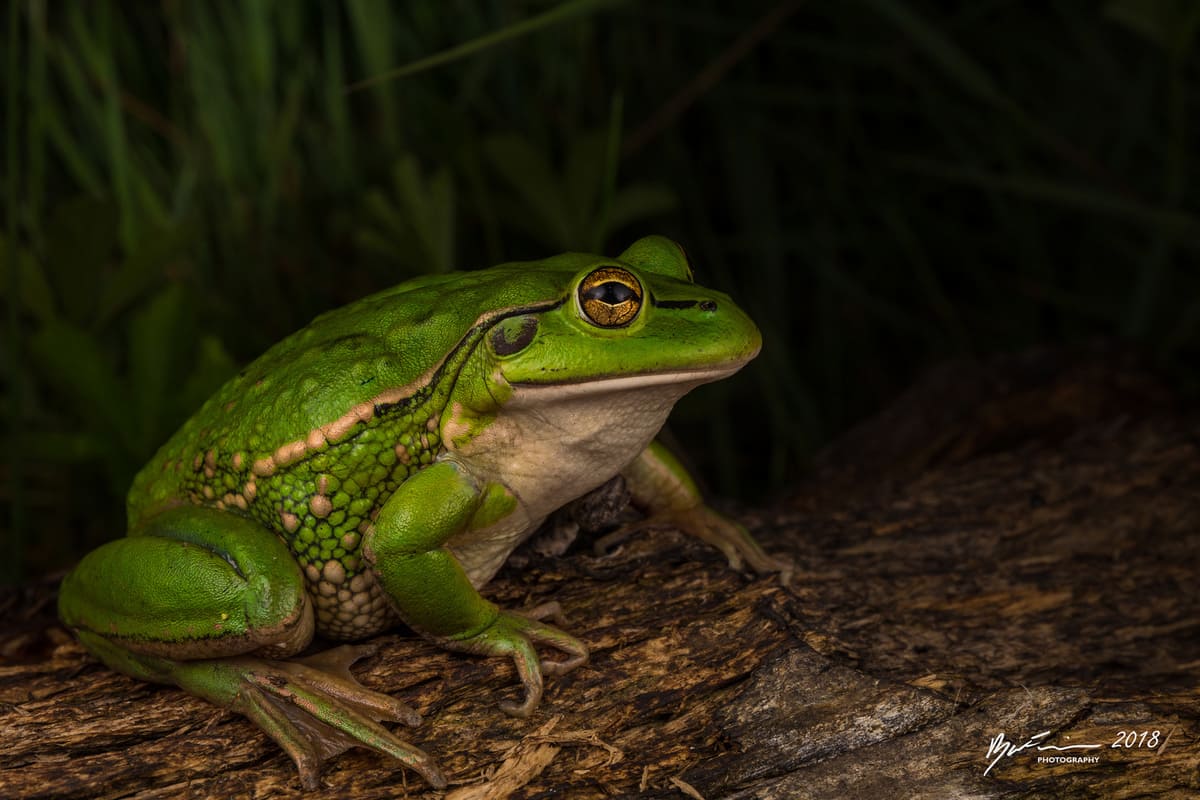Разноцветная литория (Litoria raniformis)