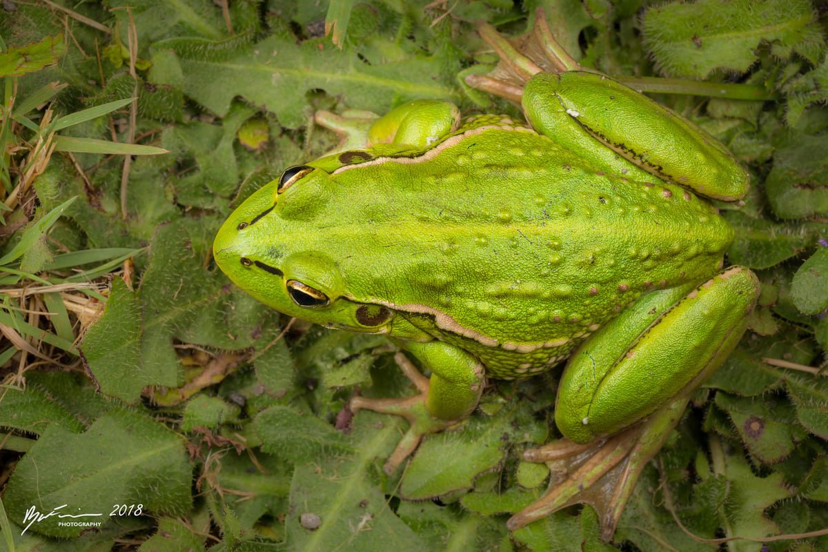 Разноцветная литория (Litoria raniformis)