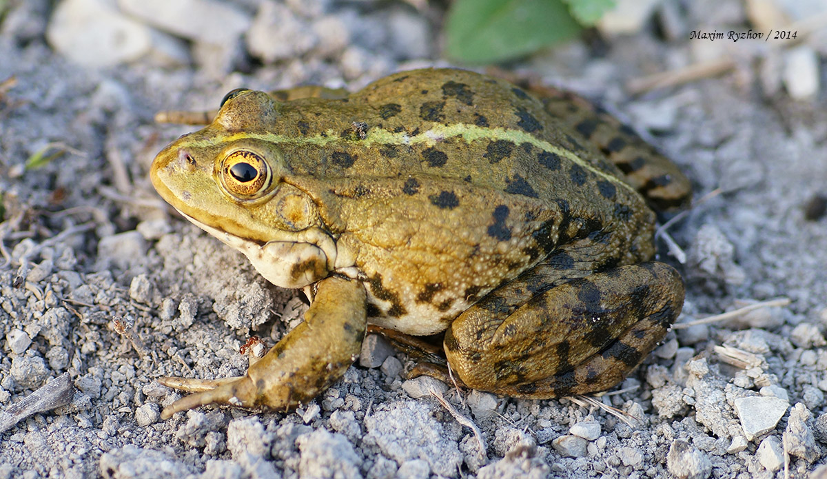 Озерная лягушка (Pelophylax ridibundus)
