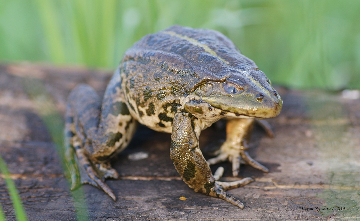 Озерная лягушка (Pelophylax ridibundus) Озерная лягушка (Pelophylax ridibundus)