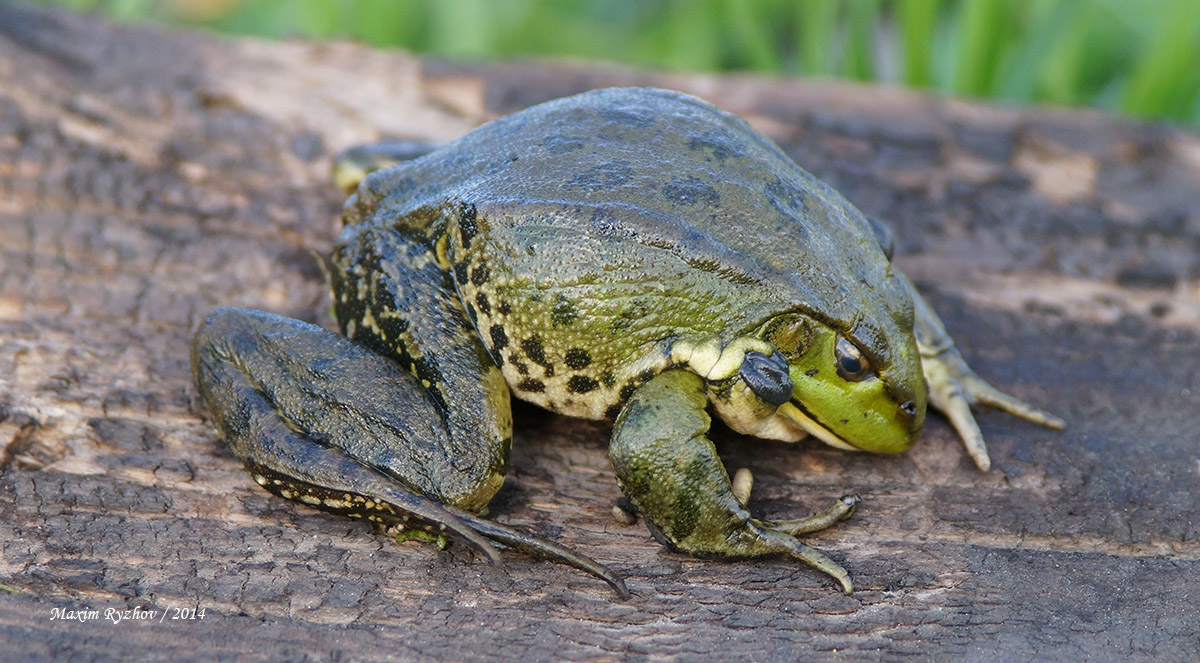Озерная лягушка (Pelophylax ridibundus)